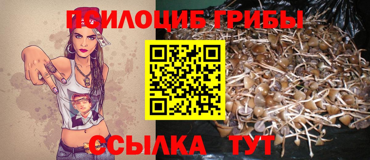 Галлюциногенные грибы Psilocybe Ялуторовск